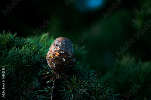 Sap covered pine cone among green pine tree pins
