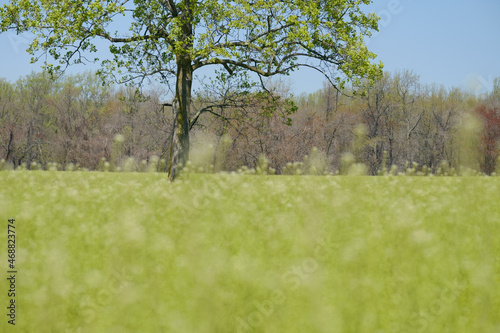 Flat green farmland leading to treeline in Virginia part of the Civil War battlefield photo