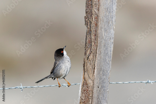 Sardinian warbler curruca melanocephala perching on fence or twig photo