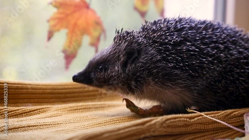 Hedgehog, Scientific name, Erinaceus Eurpaeus. Close-up of a European hedgehog