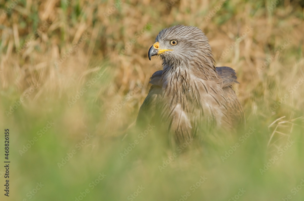 Milano negro (Milvus migrans). Milano negro (Milvus migrans).