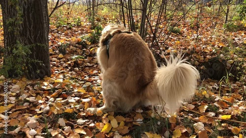 Purebred brown golden retriever dog pooping on leaves in the park
