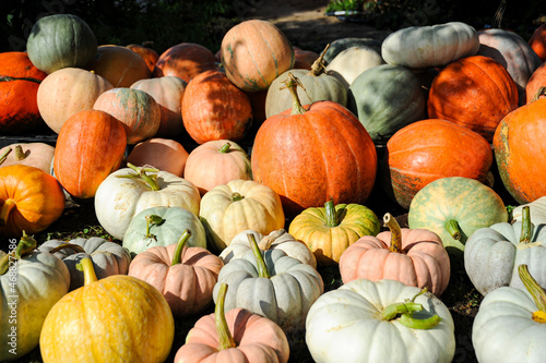 Pumpkins from the pumpkin patch including Cinderella Pumpkin and French Heirloom Pumpkin Variety .