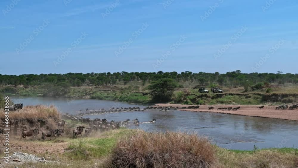 blue wildebeest (Connochaetes mearnsi) on great migration thru Serengeti National Park crossing Mara River, Tanzania, Africa blue wildebeest (Connochaetes mearnsi) on great migration thru Serengeti National Park crossing Mara River, Tanzania, Africa