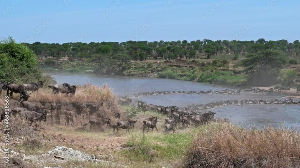 blue wildebeest (Connochaetes mearnsi) on great migration thru Serengeti National Park crossing Mara River, Tanzania, Africa blue wildebeest (Connochaetes mearnsi) on great migration thru Serengeti National Park crossing Mara River, Tanzania, Africa