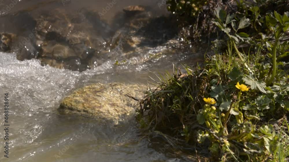 Close up of mountain river rapid with rock underwater and shore covered with green grass and yellow flower when the weather is sunny Close up of mountain river rapid with rock underwater and shore covered with green grass and yellow flower when the weather is sunny