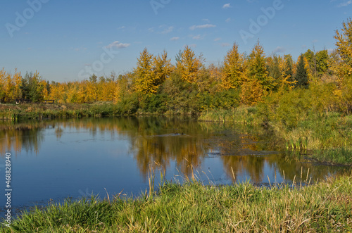 Autumn Forest with a Calm Pond