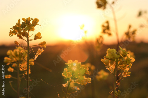 Soft focus sunset landscape of yellow flowers