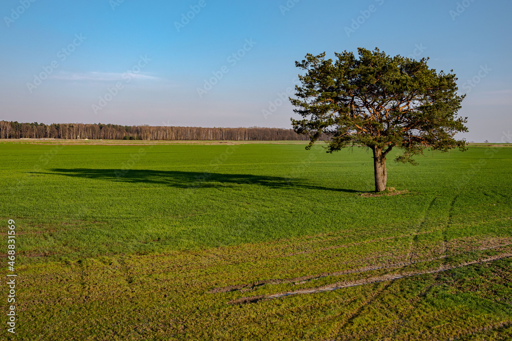 Krajobraz, zwierzęta Krajobraz, zwierzęta