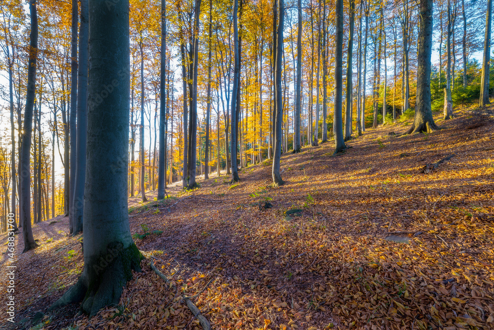 Fototapeta premium Autumn forest