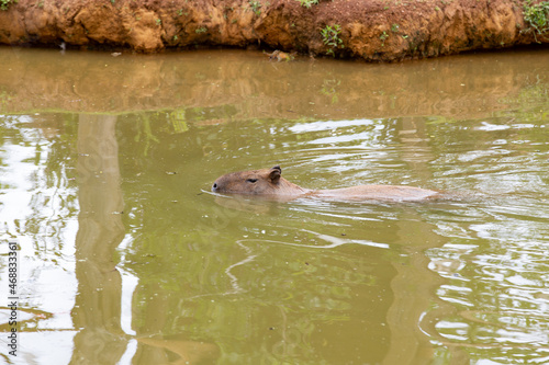 Capybara  Hydrochoerus hydrochaeris  isolated  swimming in the lake in selective focus.