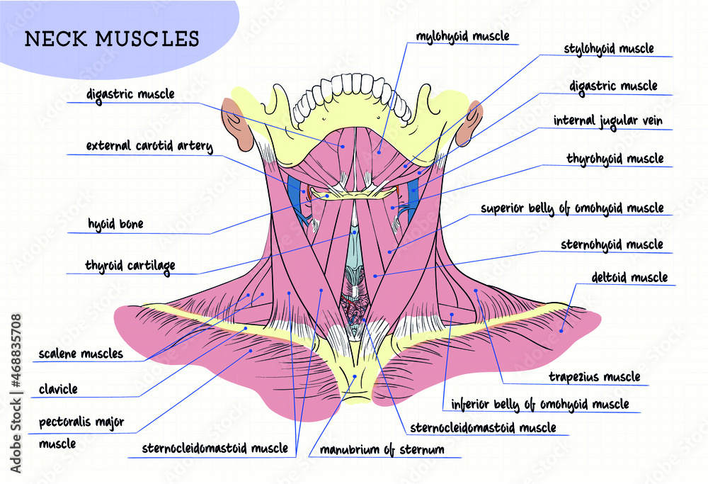 human neck muscles structure figure digital front Stock Vector Biology Diagrams