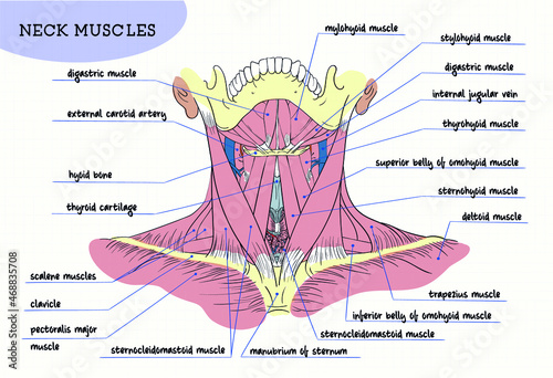 human neck muscles structure figure digital front