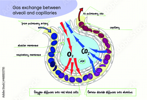 the respiratory surface of human
