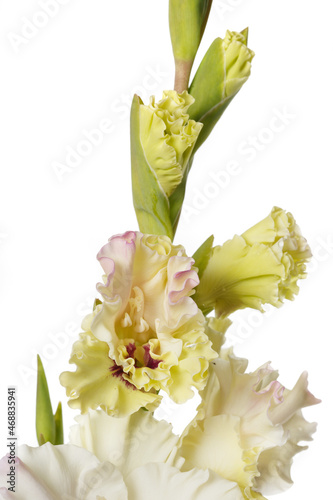 Fragment of tender gladiolus inflorescence with buds isolated on white background.