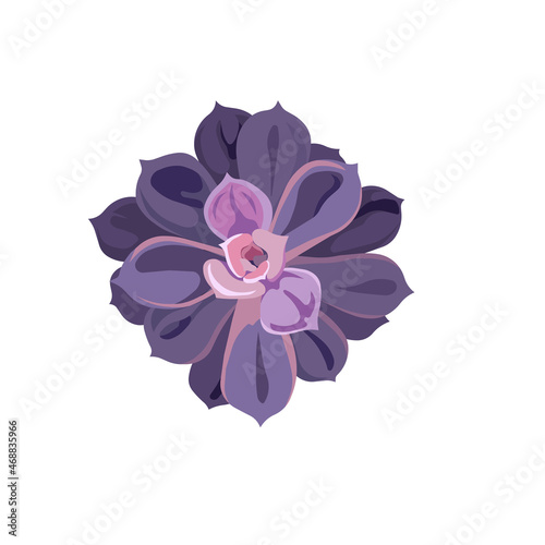 Oil painted Echeveria on white isolated background; vector purple leaved succulent named Stone Rose in Flat style, concept of and Home plants, Window Gardening, Domestic Nature, Indoor Succulents.