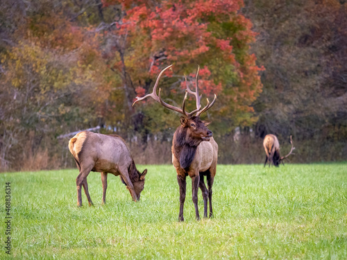 Elk or  Manitoban Elk, in field near Oconaluftee Visitor Center in Great Smoky Mountains National Park in North Carolina USA photo