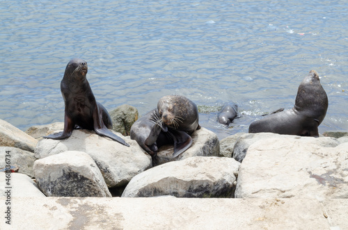 Sea lions sunbathing © Anthuan