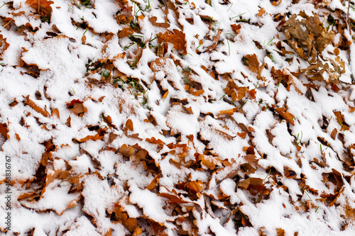 Winter background with snow-covered fallen dry leaves
