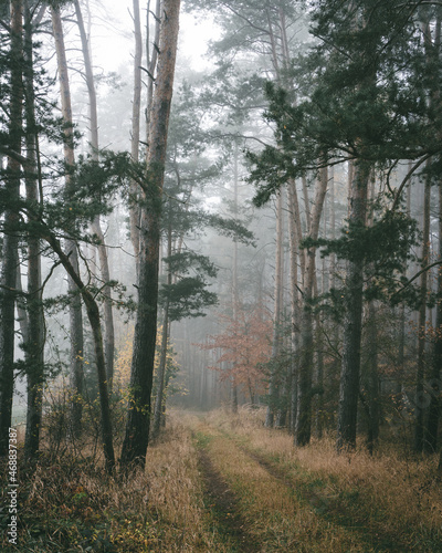 Weg der in den Nebel führt