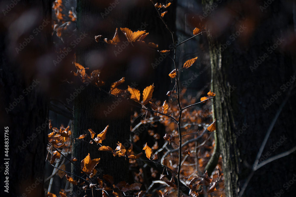jesienne słońce oświetlające złote liście w lesie - obrazy, fototapety, plakaty 