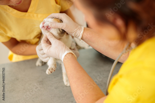 Photo of routine examination of cat at doctor office