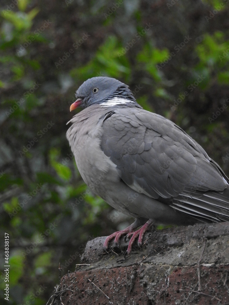 pigeon pigeon