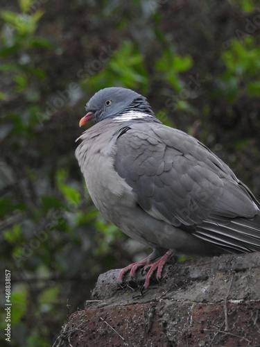 pigeon © Bruno