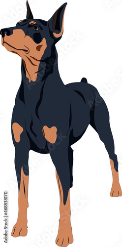 The Dobermann Colored Vector Illustration 