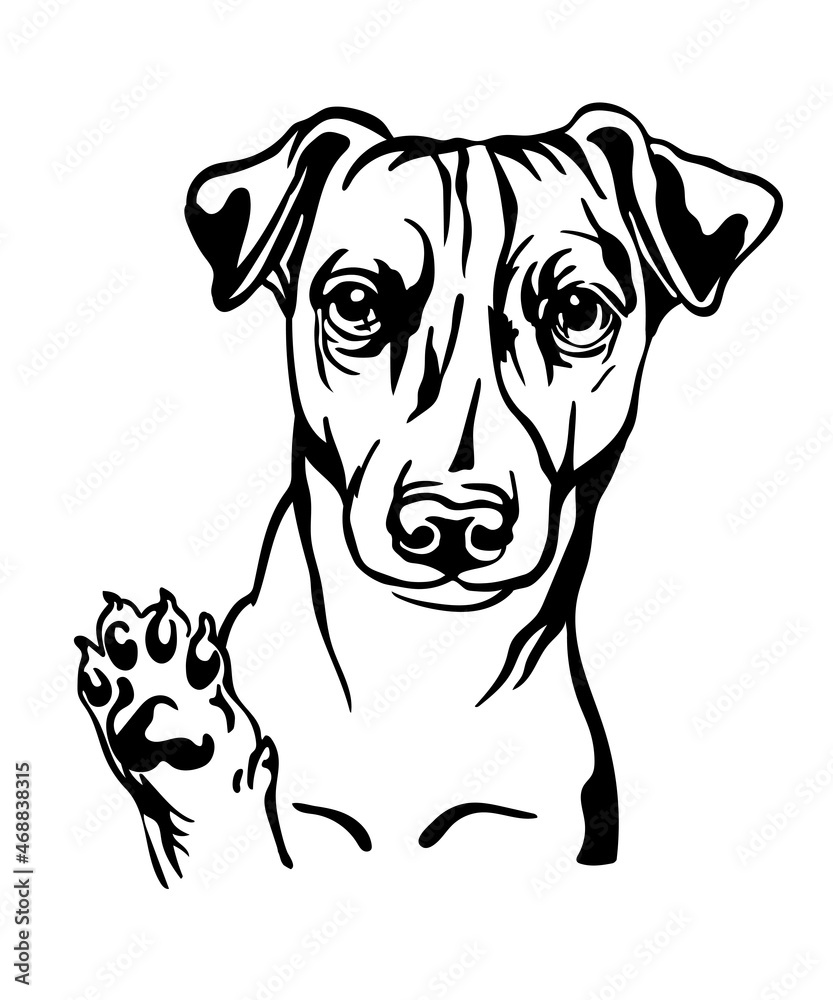 Jack russel terrier dog vector black contour portrait vector Jack russel terrier dog vector black contour portrait vector
