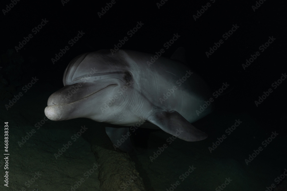 Naklejka premium Dolphin swimming in the Red Sea, Eilat Israel 