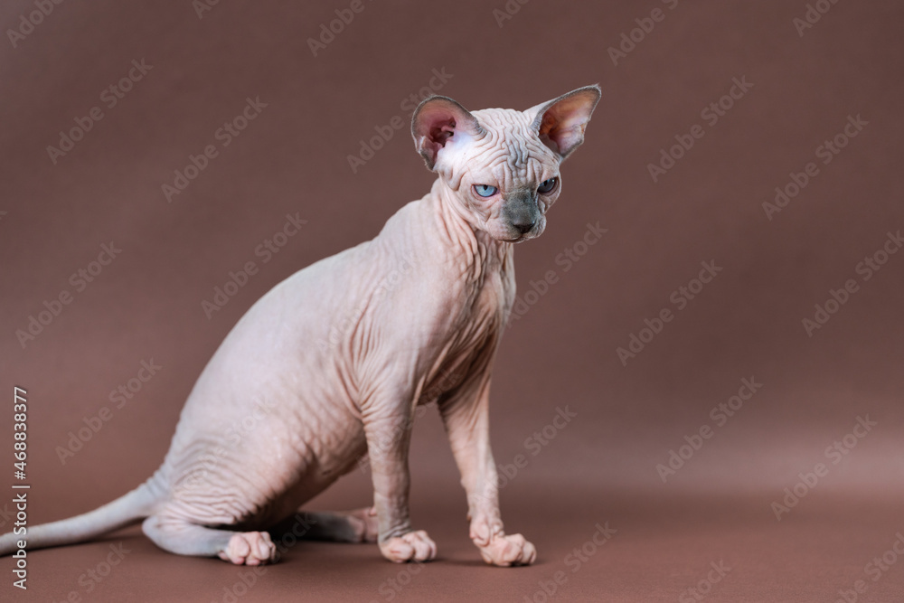 Pretty Canadian Sphynx Cat of blue mink and white color with blue eyes. Beautiful hairless female cat four months old sitting on brown background. Studio shot.