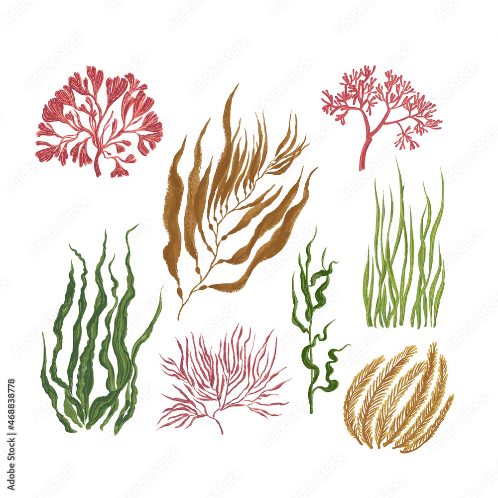 Collection of colorful seaweed. Paint and brush texture isolated on white background. Collection of colorful seaweed. Paint and brush texture isolated on white background.