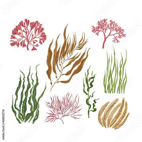 Collection of colorful seaweed. Paint and brush texture isolated on white background.