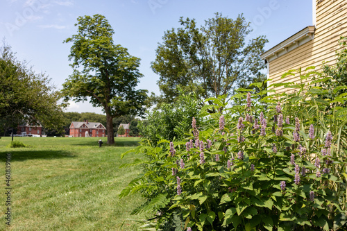 Fotografija Plants along the Parade Ground on Governors Island with Green Grass in New York