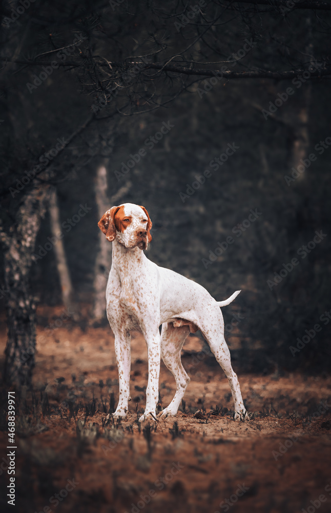 Red english sale pointer