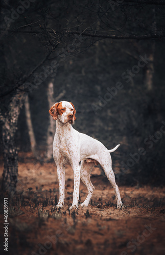 Foto Beautiful red english pointer dog standing in autumn dark forest
