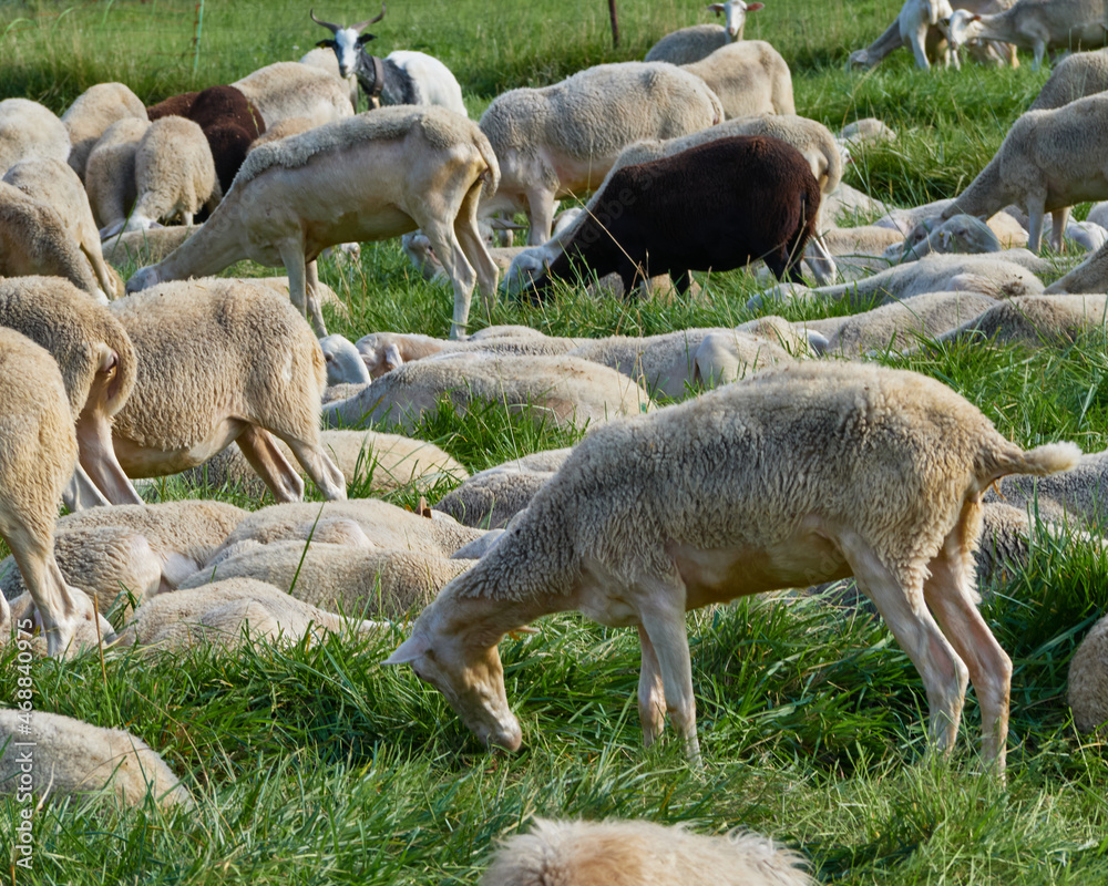 Beautiful Herd of sheep grazing in a meadow in Aragon. Sunny summer day Beautiful Herd of sheep grazing in a meadow in Aragon. Sunny summer day