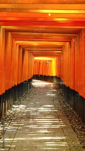 Walking through vermilion torii shrine gates of Fushimi Inari Taisha in Kyoto , Japan. POV vertical shot. (ID: 468840911)