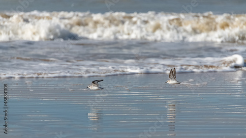 Wallpaper Mural Sanderlings flying on the beach, under the waves
 Torontodigital.ca
