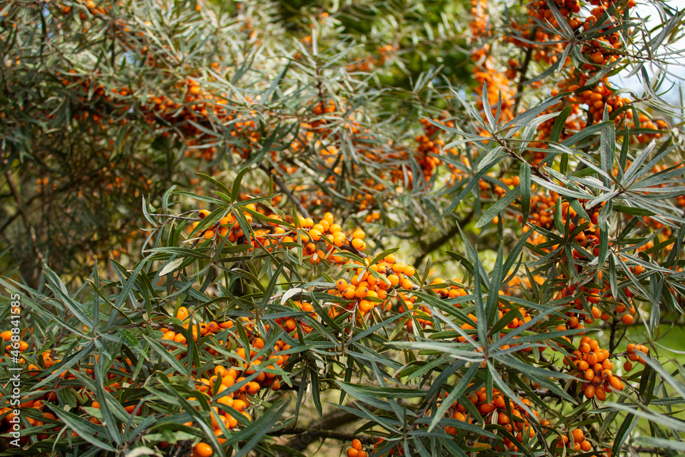 Ripe sea buckthorn on a large bush
Ripe sea buckthorn on a large bush