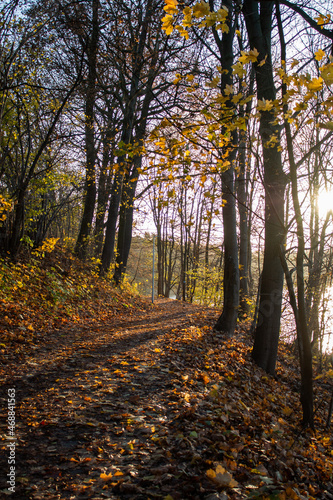 The forest in late autumn at sunset  © bzyxx