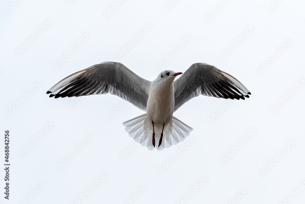 Fototapeta premium seagull flying in the sky