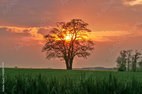 Samotne podwójne drzewo zbieżne z zachodzącym Słońcem dające skojarzenie z drzewem z raju pośrodku ogrodu.
