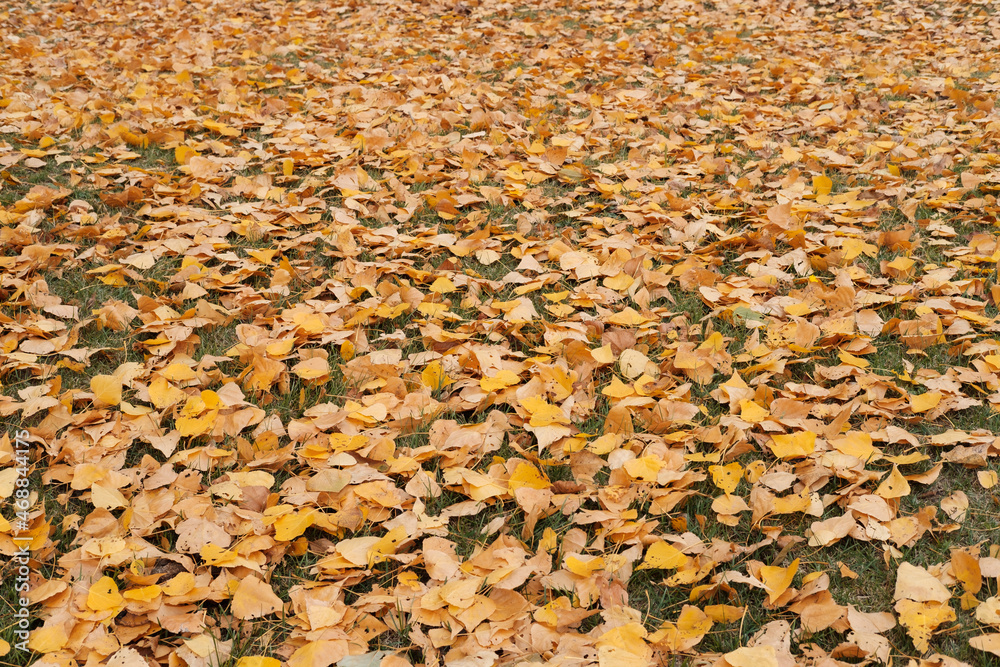 Yellow leaves on the grass. Autumm background. Deciduous trees. Yellow leaves on the grass. Autumm background. Deciduous trees.