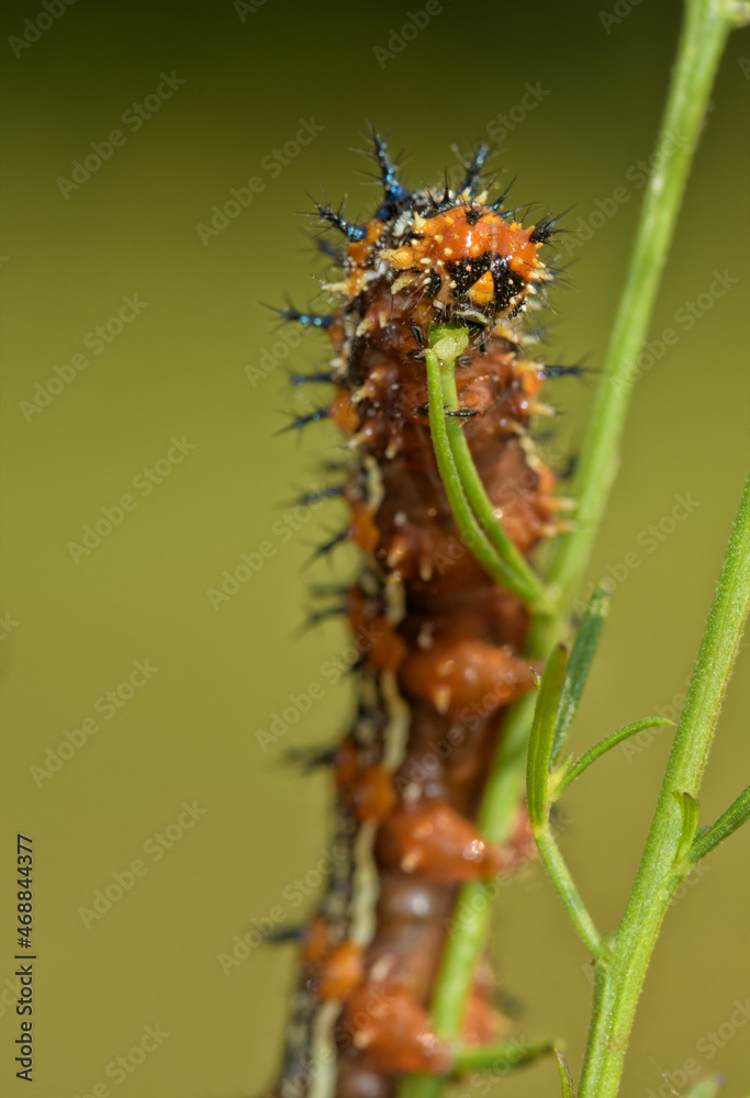 Closeup of a Common Buckeye butterfly caterpillar eating its host plant, the False Foxglove Closeup of a Common Buckeye butterfly caterpillar eating its host plant, the False Foxglove