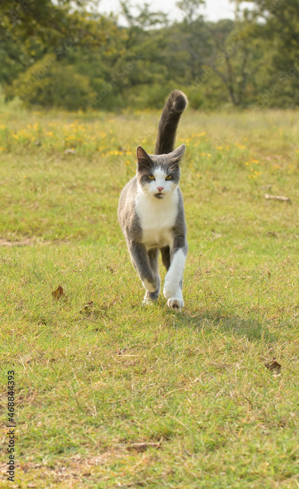 Gray and white spotted cat running towards viewer; with grass, trees, and yellow flowers on background Gray and white spotted cat running towards viewer; with grass, trees, and yellow flowers on background