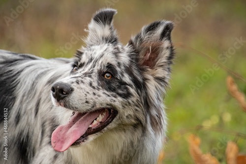 ritratto di border collie