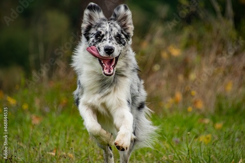 ritratto di border collie