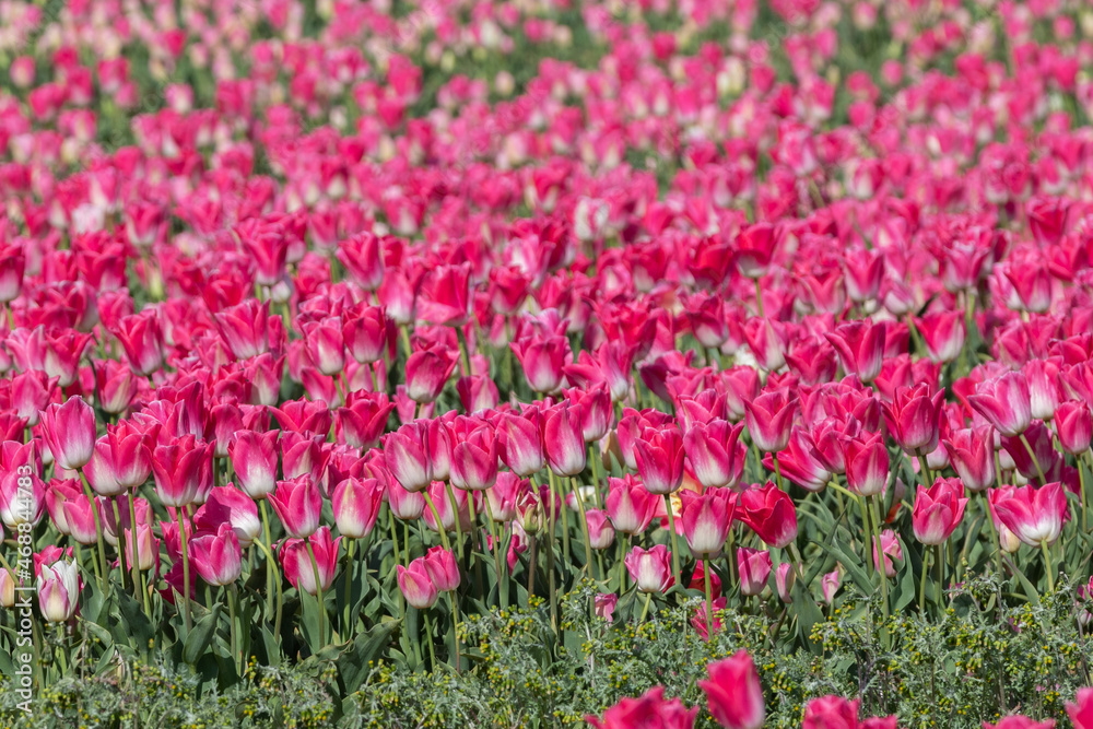 Champs de tulipes Champs de tulipes